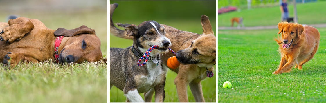 is it illegal to walk your dog off leash