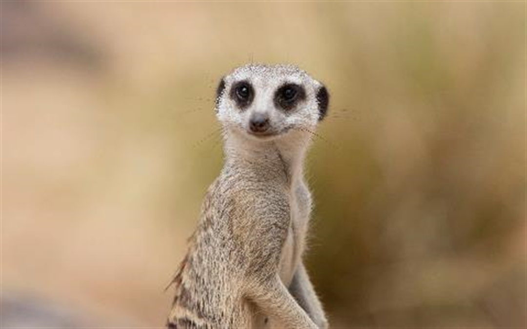 Tickets to meet the Rockhampton Zoo meerkats are now on sale