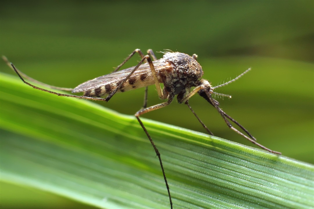 Be On The Lookout For Mosquitoes And Their Favourite Breeding Spots