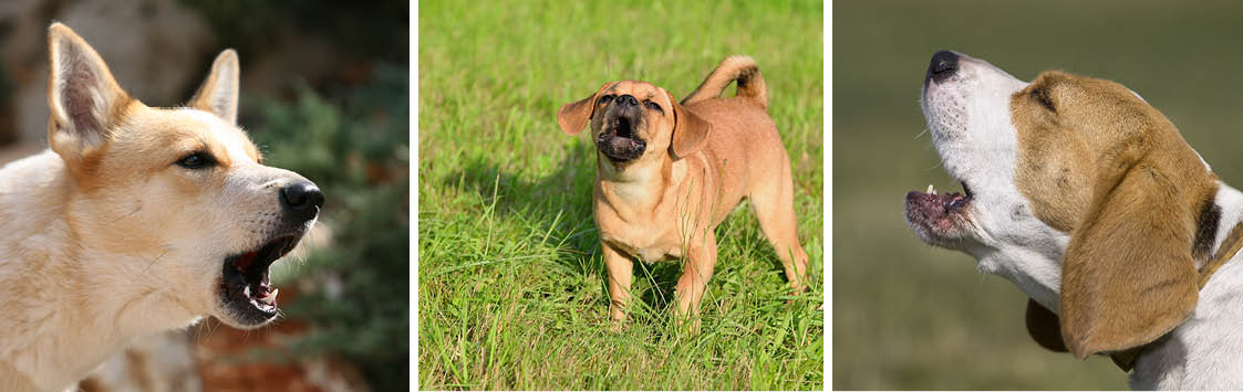 What to do if neighbours best sale dog barking