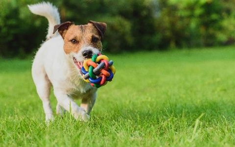 Dog at park