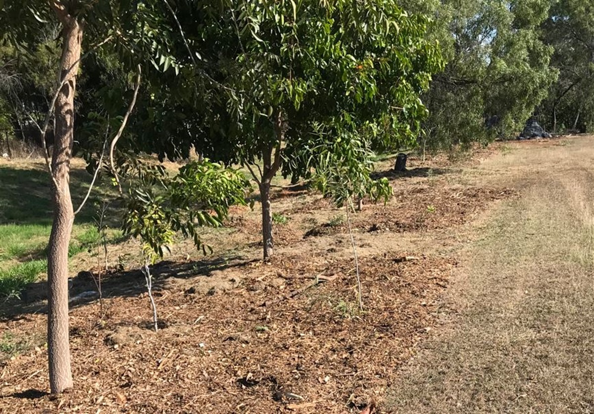 Plover Street Reserve Natural Resource Management Rockhampton