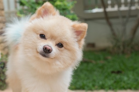 Pomeranian