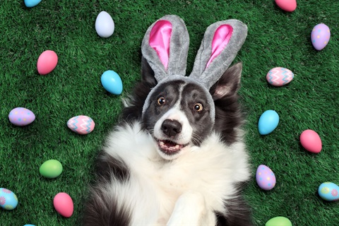 Easter Puppy .jpeg