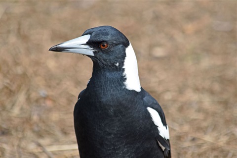 Resized-stock-image-Magpies.jpg