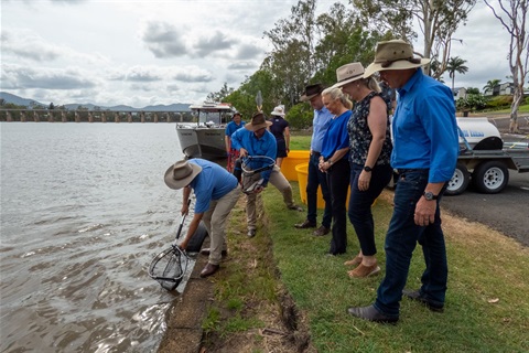 The first barramundi from Rockhampton's Aquaculture Centre have been released into the Fitzroy River