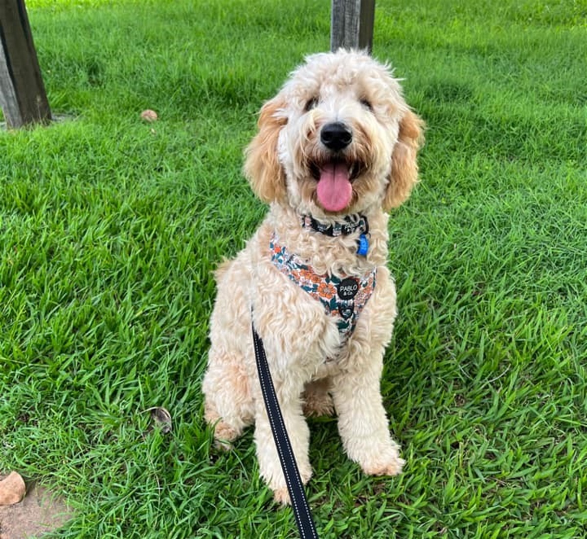 Dog Off Leash Areas Rockhampton Regional Council