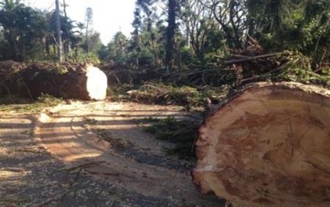 Bunya Pines