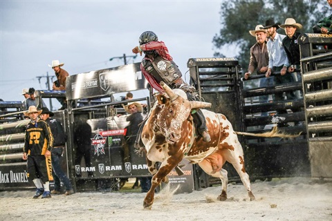 Bull Rider Cliff Richardson and bull Twisted Sister.jpg